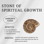 Ammonite Fossil - helmsman - crystal