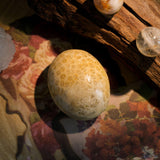 Coral Jade Fossil Palm Stone - helmsman - crystal