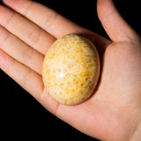 Coral Jade Fossil Palm Stone - helmsman - crystal