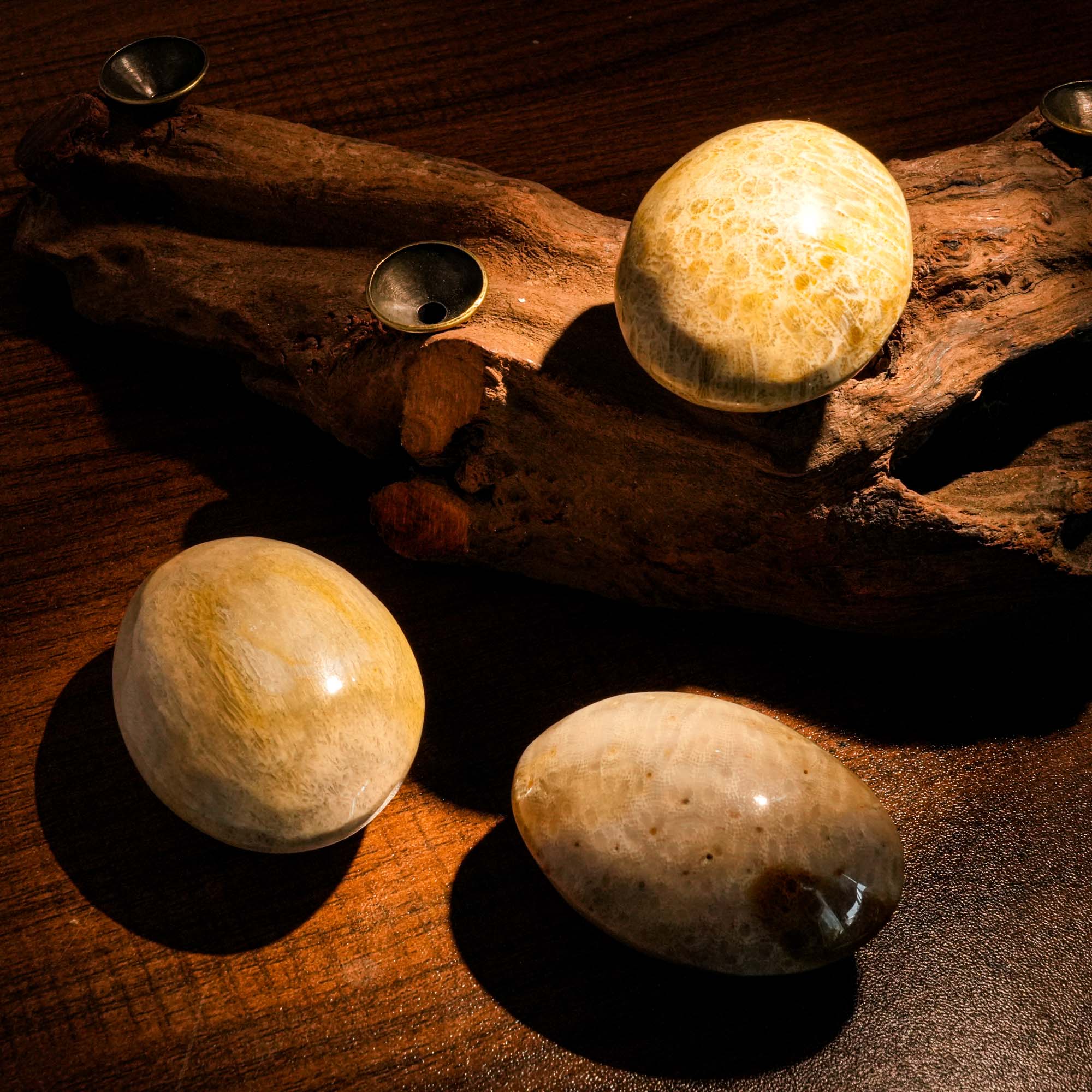 Coral Jade Fossil Palm Stone - helmsman - crystal