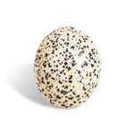 Dalmatian Jasper Palm Stone - helmsman - crystal