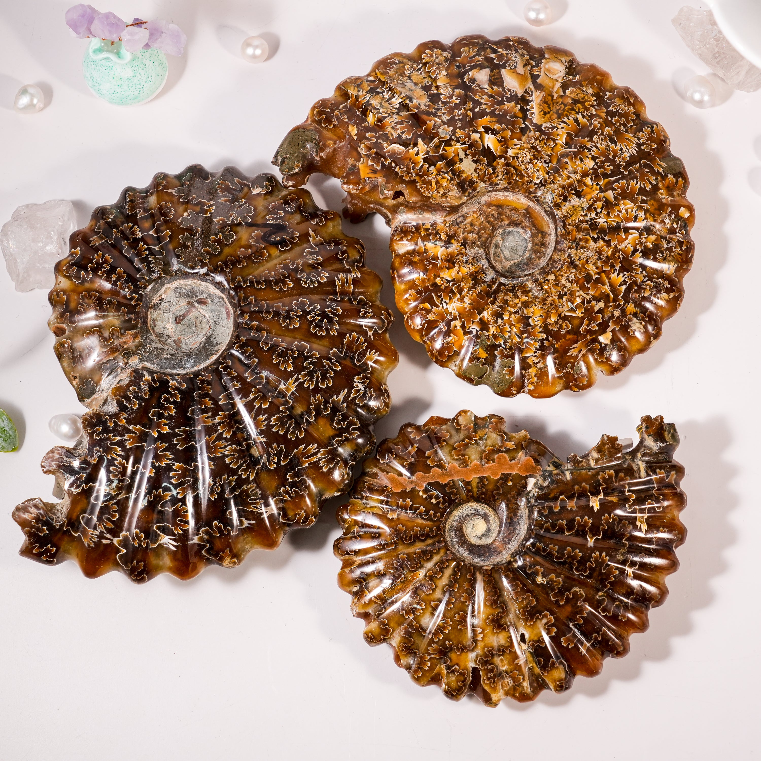 Ammonite Fossil-Helmsman Crystal