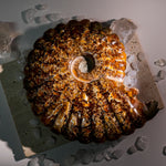 Ammonite Fossil-Helmsman Crystal