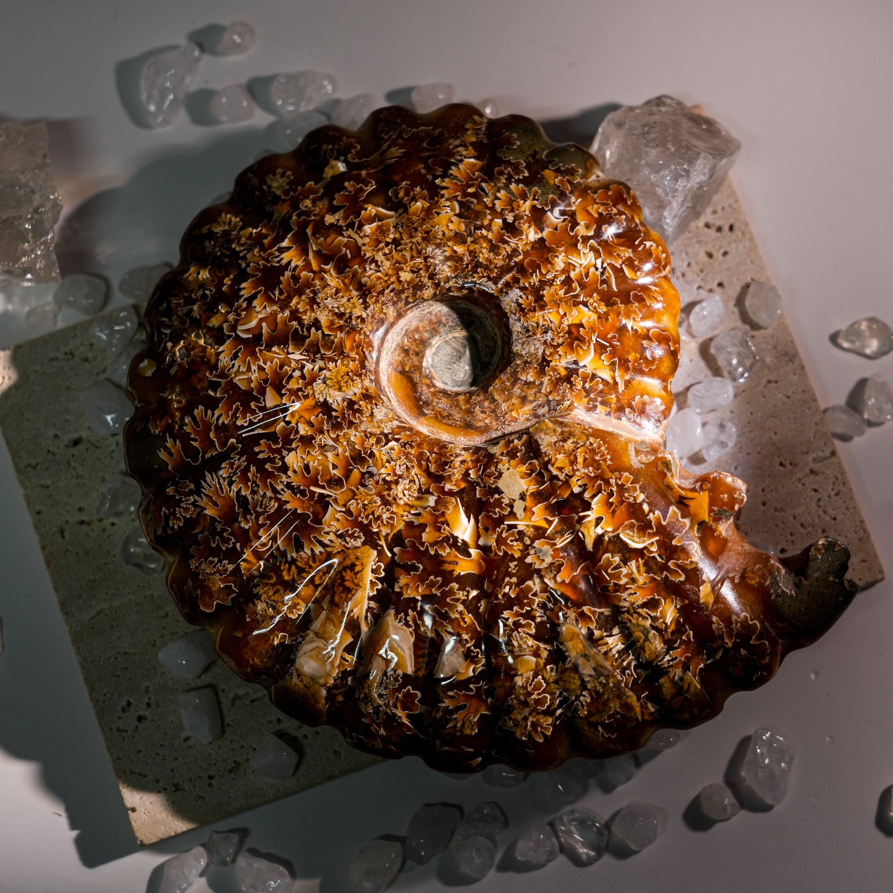 Ammonite Fossil-Helmsman Crystal