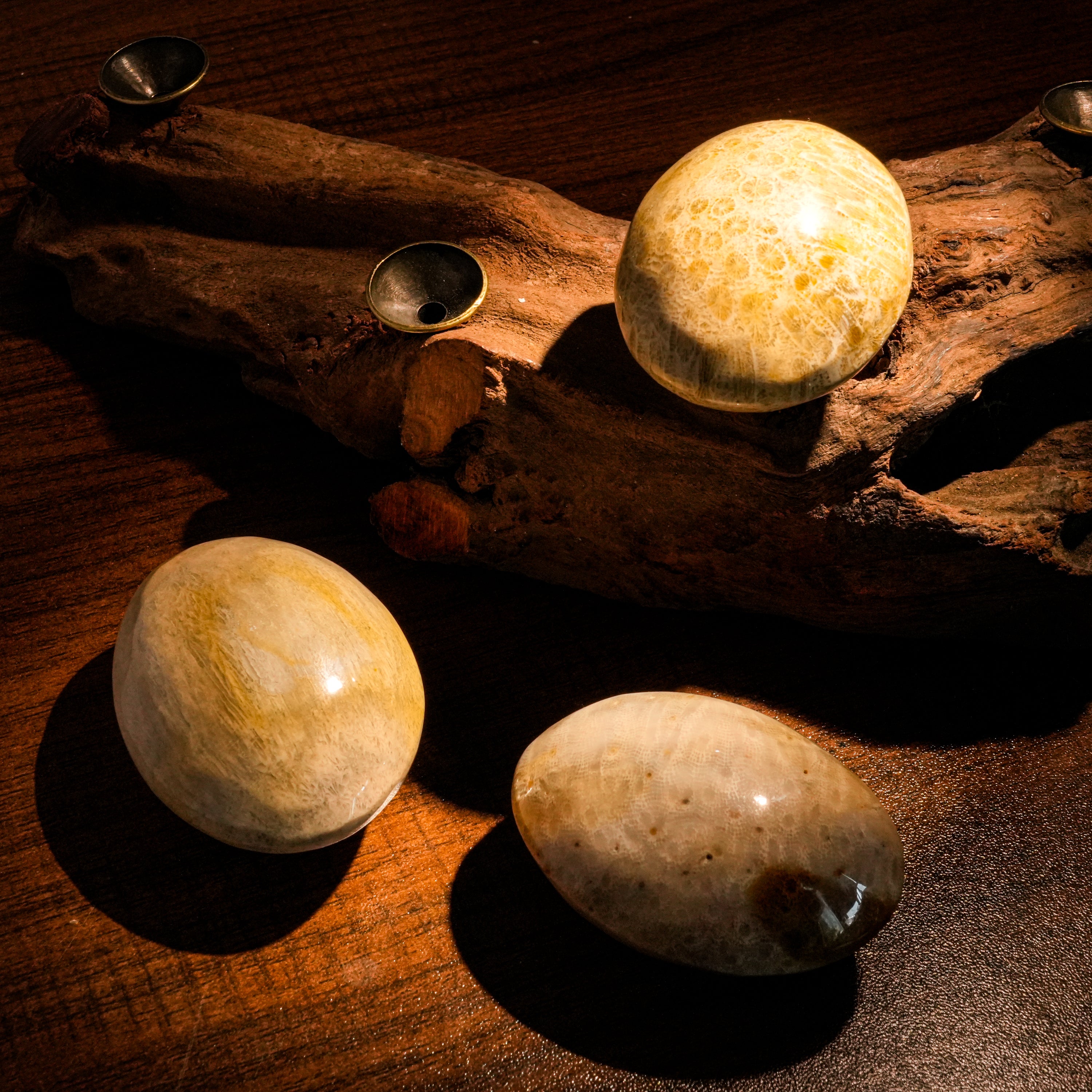 Coral Jade Fossil Palm Stone-Helmsman Crystal