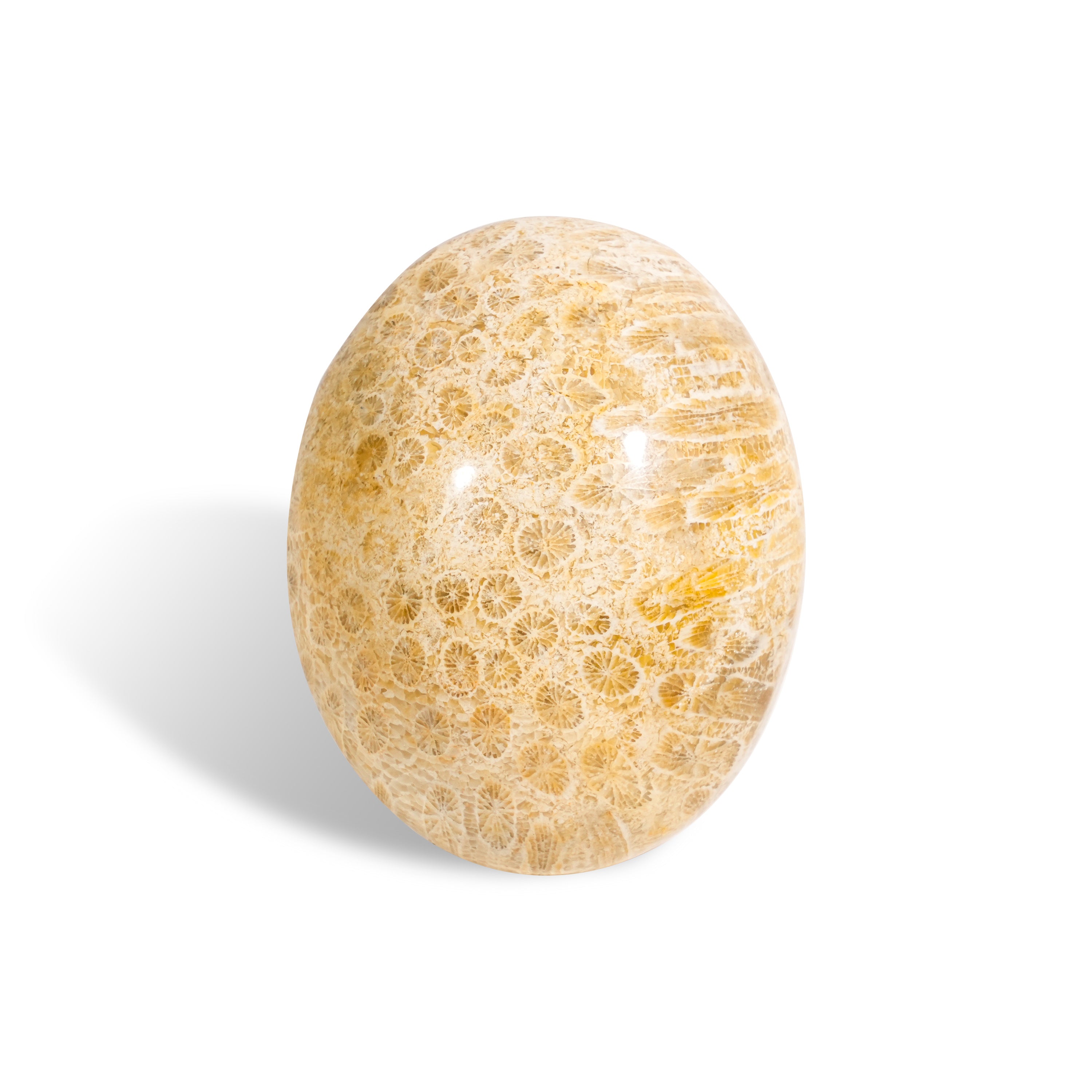 Coral Jade Fossil Palm Stone-Helmsman Crystal