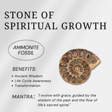 Ammonite Fossil