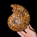 Ammonite Fossil