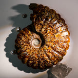 Ammonite Fossil