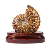 Ammonite Fossil