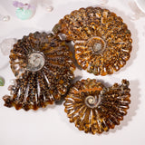 Ammonite Fossil