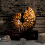Ammonite Fossil