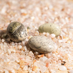 Petrified Jade Tumbled Stone Set - helmsman - crystal